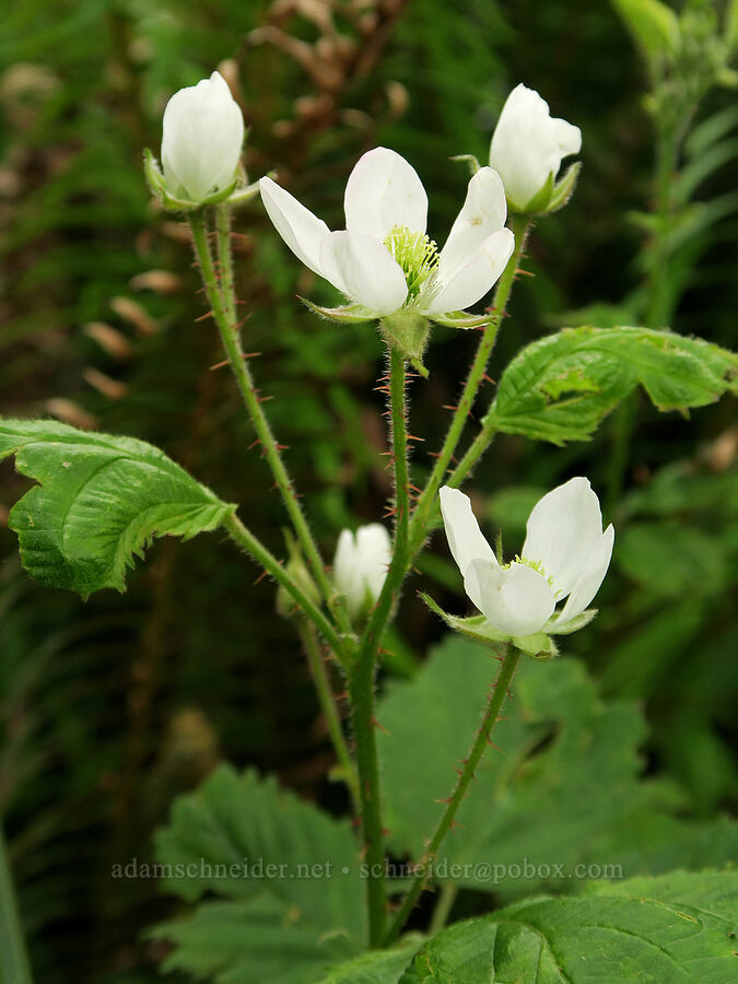 wild blackberry flowers (Rubus ursinus) [Siletz Bay National Wildlife Refuge, Lincoln County, Oregon]