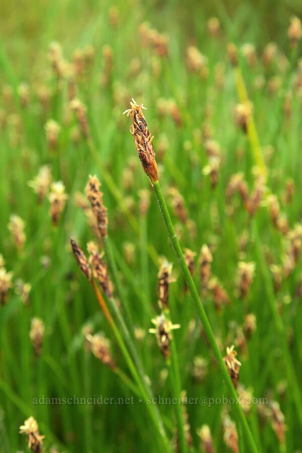 rush flowers (Juncus sp.) [Siletz Bay National Wildlife Refuge, Lincoln County, Oregon]