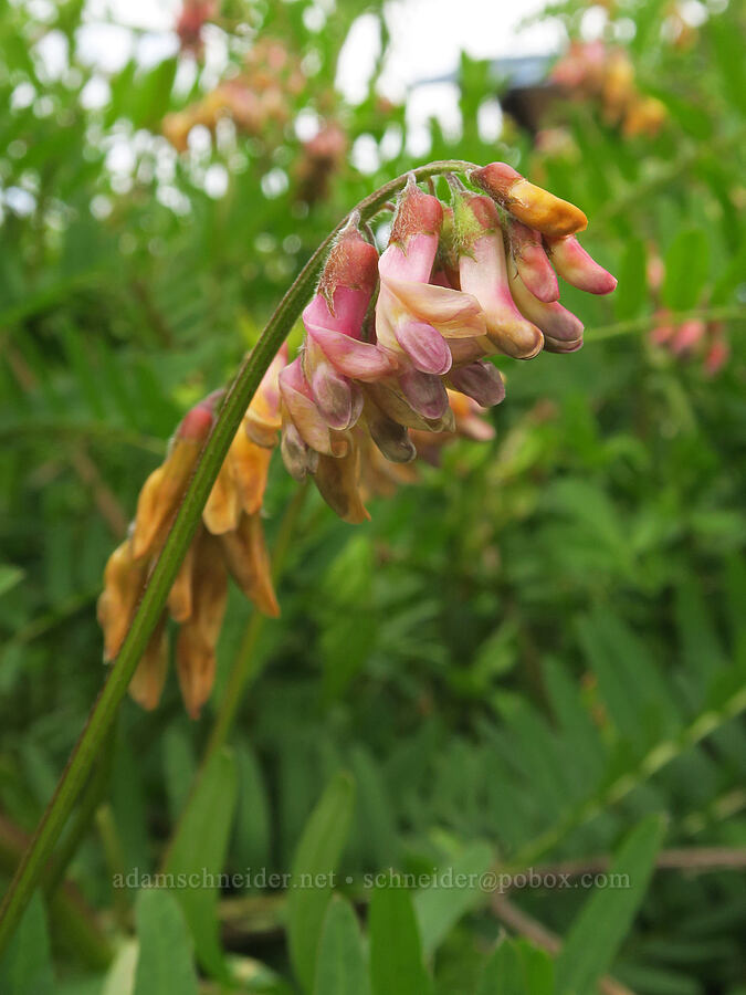 giant vetch (Vicia gigantea (Vicia nigricans ssp. gigantea)) [Siletz Bay National Wildlife Refuge, Lincoln County, Oregon]