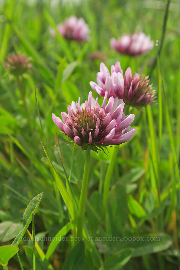 spring-bank clover (Trifolium wormskioldii) [Siletz Bay National Wildlife Refuge, Lincoln County, Oregon]