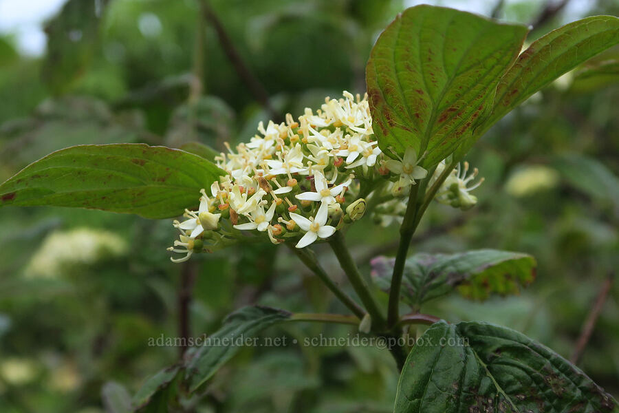 red-osier dogwood (Cornus sericea) [Siletz Bay National Wildlife Refuge, Lincoln County, Oregon]