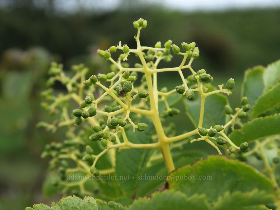 unripe elderberries (Sambucus racemosa) [Siletz Bay National Wildlife Refuge, Lincoln County, Oregon]