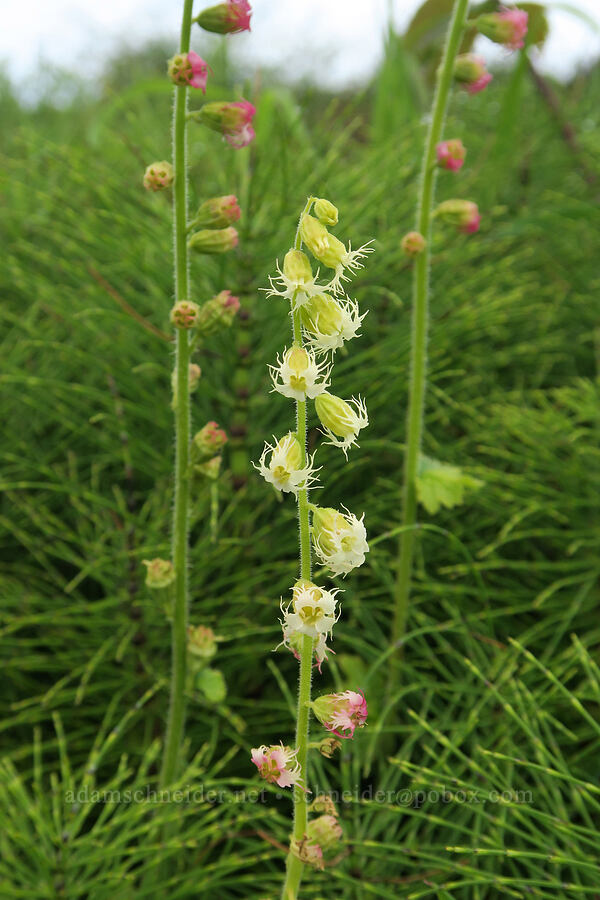 fringe cups (Tellima grandiflora) [Siletz Bay National Wildlife Refuge, Lincoln County, Oregon]