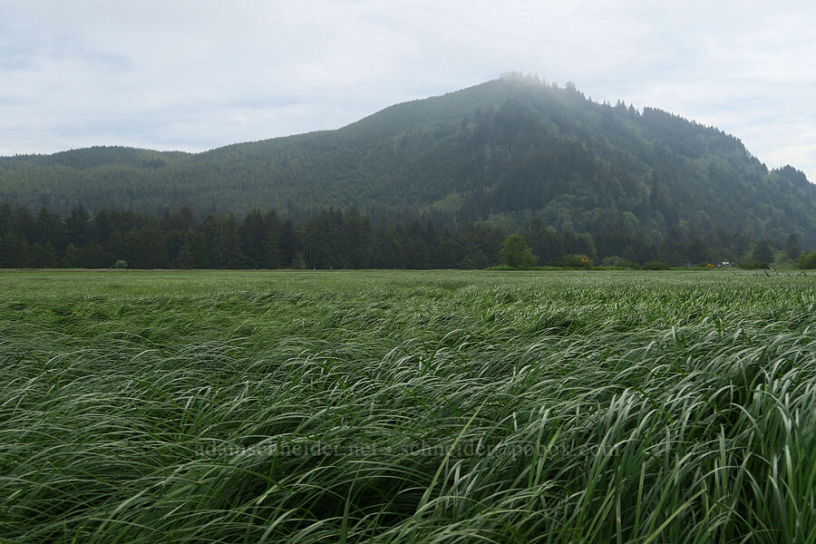 salt marsh [Siletz Bay National Wildlife Refuge, Lincoln County, Oregon]