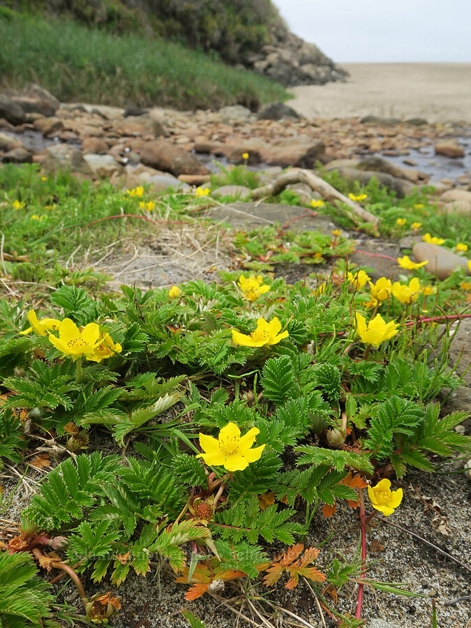 silver-weed cinquefoil (Potentilla anserina ssp. pacifica (Argentina pacifica)) [Gleneden Beach, Lincoln County, Oregon]