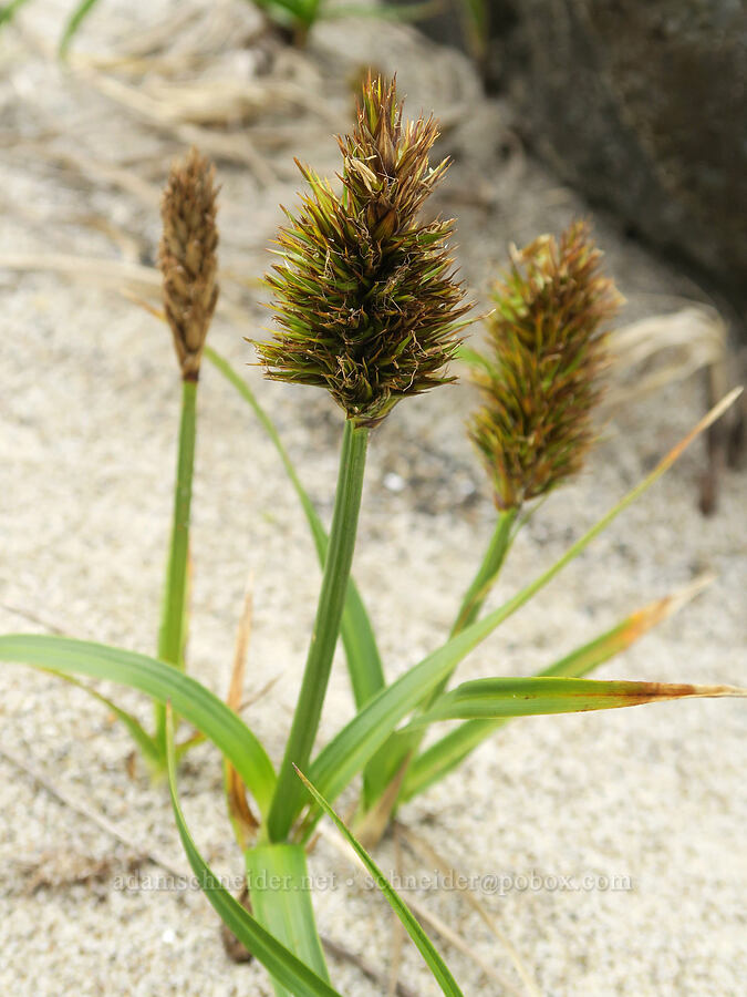 big-head sedge (Carex macrocephala) [Gleneden Beach, Lincoln County, Oregon]