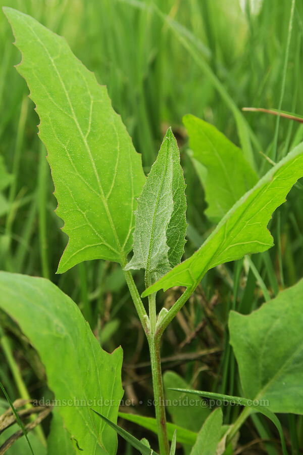 saltbush leaves (Atriplex prostrata) [Salmon River Estuary, Lincoln County, Oregon]