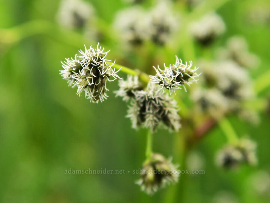 panicled bulrush flowers (Scirpus microcarpus) [Salmon River Estuary, Lincoln County, Oregon]