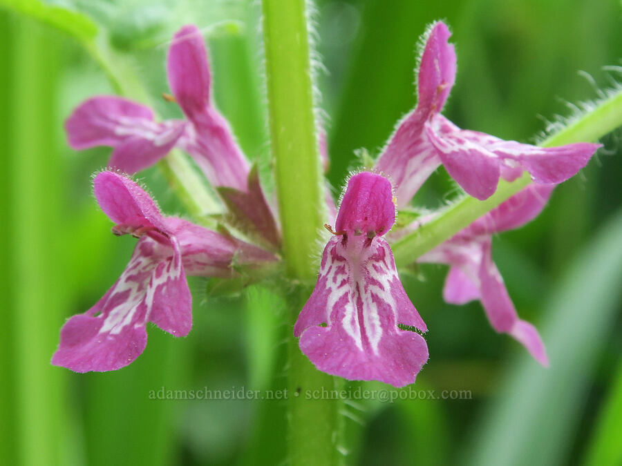 Mexican hedge-nettle (Stachys mexicana) [Salmon River Estuary, Lincoln County, Oregon]