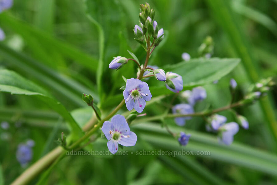 water speedwell (Veronica anagallis-aquatica) [Salmon River Estuary, Lincoln County, Oregon]