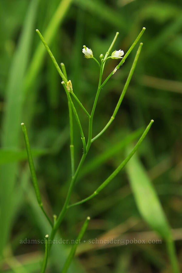 wavy bitter-cress (Cardamine flexuosa) [Salmon River Estuary, Lincoln County, Oregon]