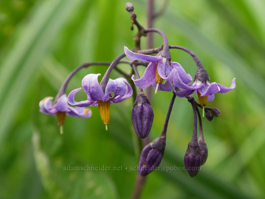 bittersweet nightshade flowers (Solanum dulcamara) [Salmon River Estuary, Lincoln County, Oregon]