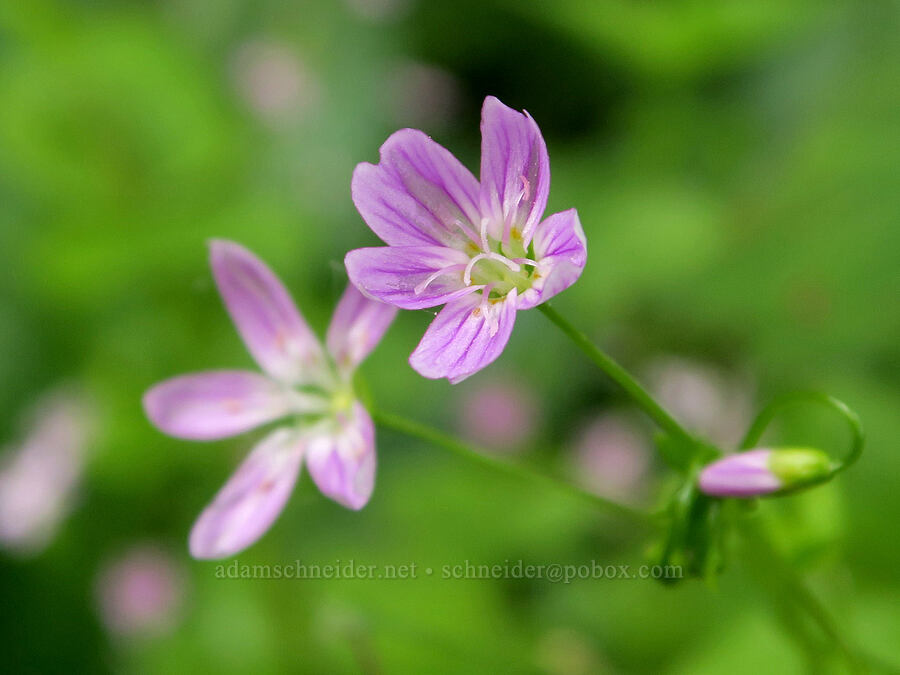 candy flower (Claytonia sibirica (Montia sibirica)) [Salmon River Estuary, Lincoln County, Oregon]