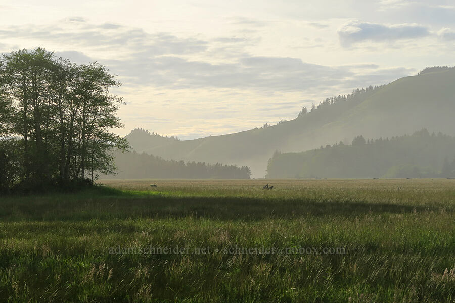salt marsh & Cascade Head [Cascade Head Interpretive Wayside, Lincoln County, Oregon]