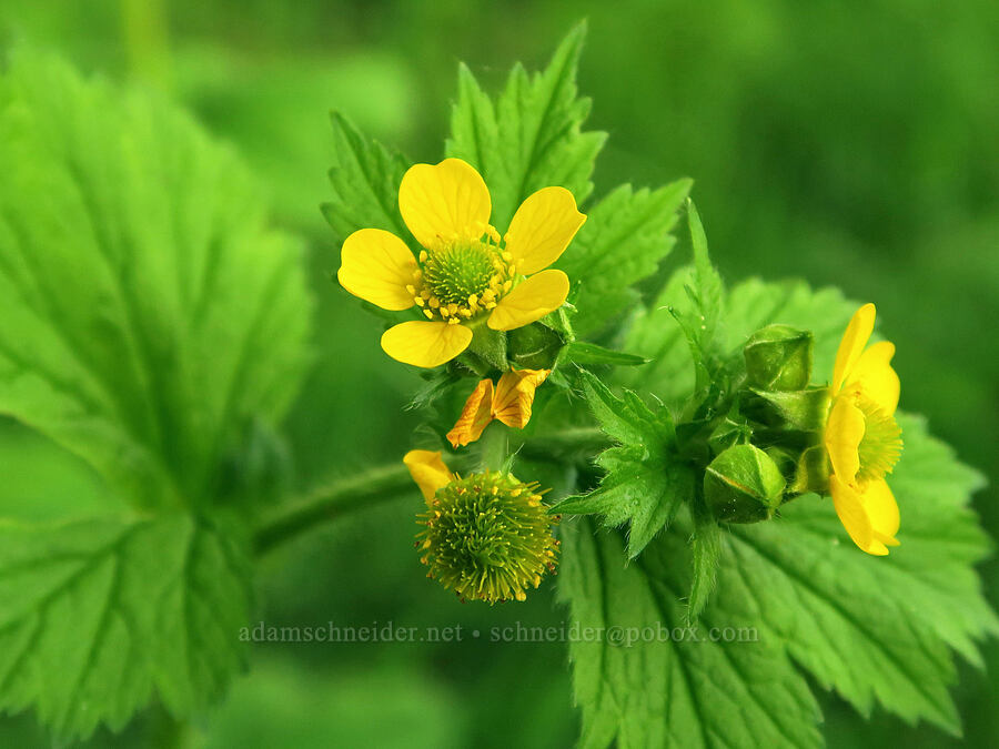 large-leaf avens (Geum macrophyllum) [Cascade Head Interpretive Wayside, Lincoln County, Oregon]