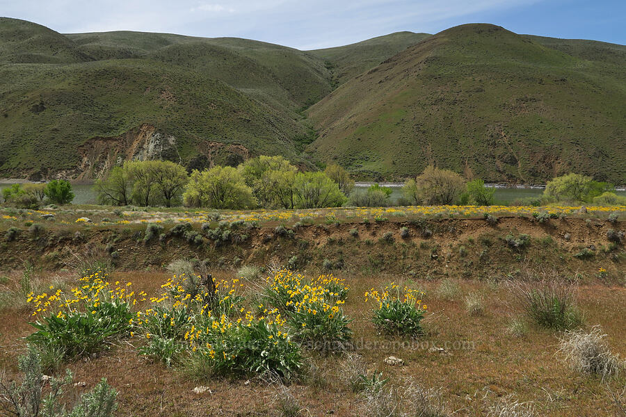 balsamroot & the Snake River (Balsamorhiza sagittata) [Olds Ferry Road, Washington County, Idaho]