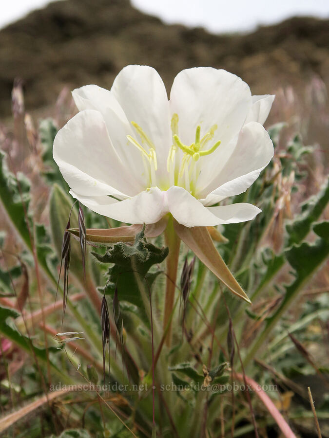 tufted evening-primrose (Oenothera caespitosa (Oenothera cespitosa)) [Olds Ferry Road, Washington County, Idaho]