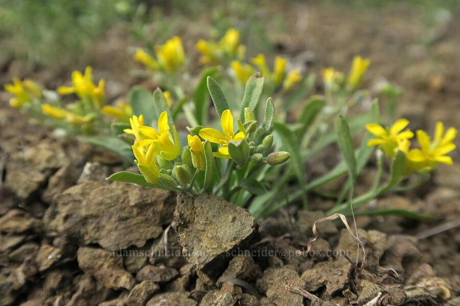 Oregon twin-pod/bladder-pod (Physaria oregana) [Olds Ferry Road, Washington County, Idaho]