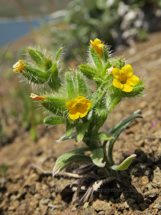 bristly fiddleneck (Amsinckia tessellata) [Olds Ferry Road, Washington County, Idaho]