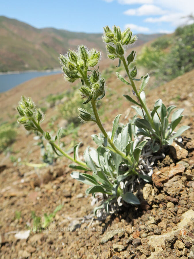 unknown cryptantha (Oreocarya sp. (Cryptantha sp.)) [Olds Ferry Road, Washington County, Idaho]