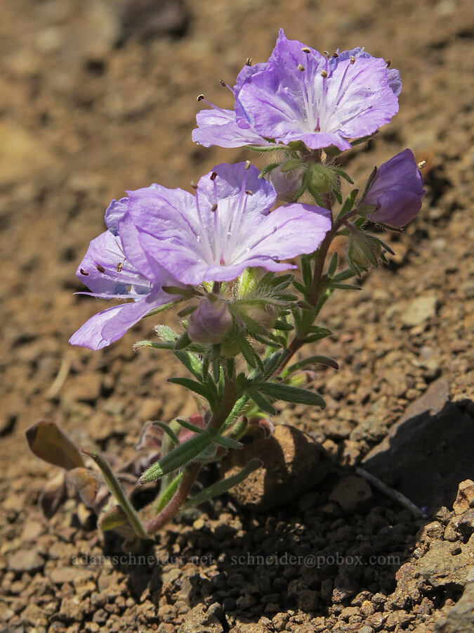 thread-leaf phacelia (Phacelia linearis) [Olds Ferry Road, Washington County, Idaho]
