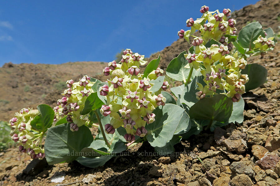 Davis' pallid milkweed (Asclepias cryptoceras ssp. davisii (Asclepias davisii)) [Olds Ferry Road, Washington County, Idaho]