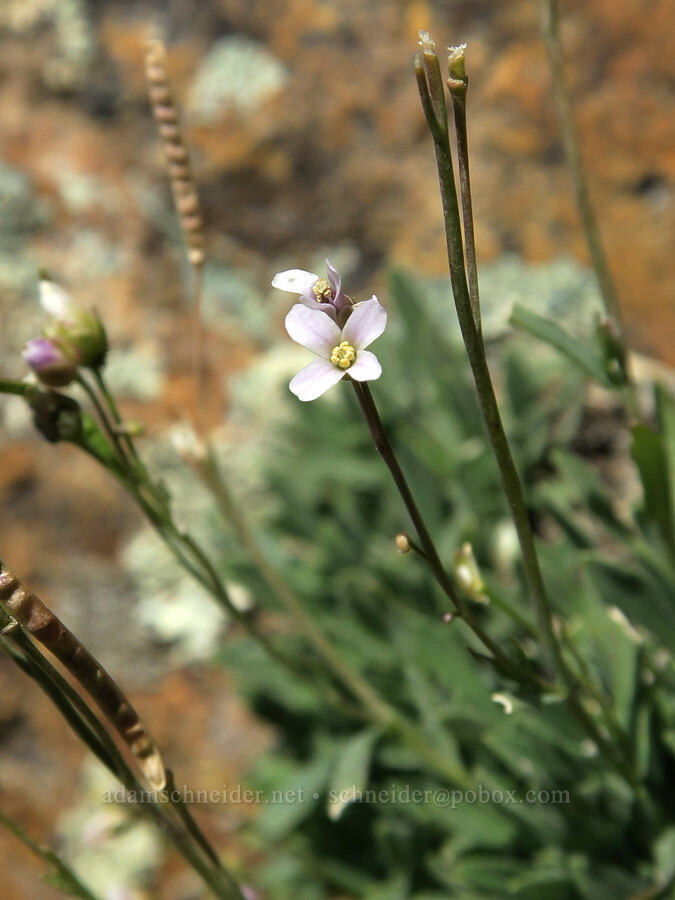 little-leaf rock-cress (Boechera microphylla (Arabis microphylla)) [Olds Ferry Road, Washington County, Idaho]