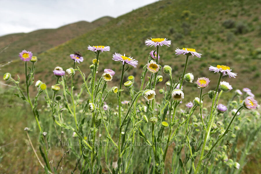 shaggy fleabane (Erigeron pumilus) [Olds Ferry Road, Washington County, Idaho]