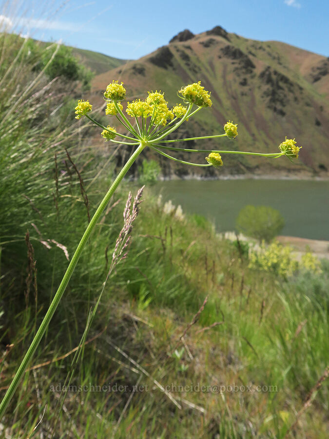 nine-leaf desert parsley (Lomatium triternatum) [Olds Ferry Road, Washington County, Idaho]