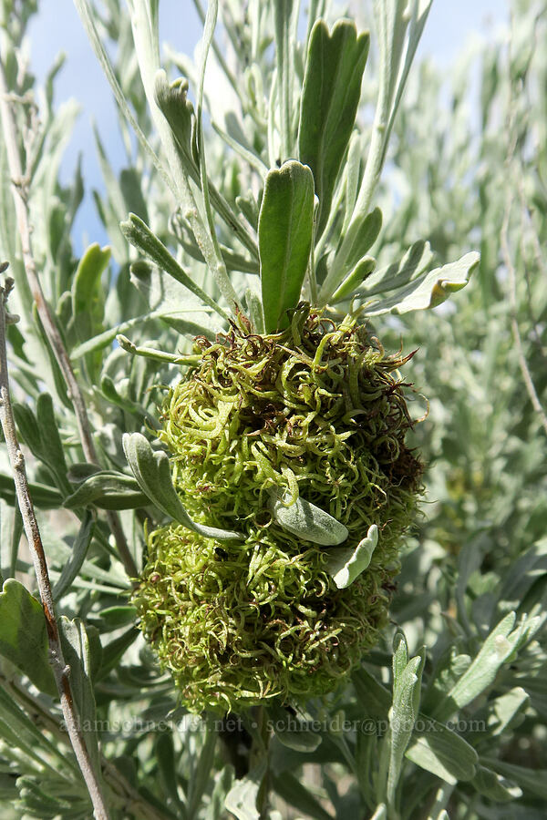 woolly midge gall on sagebrush (Rhopalomyia medusa, Artemisia tridentata) [Olds Ferry Road, Washington County, Idaho]