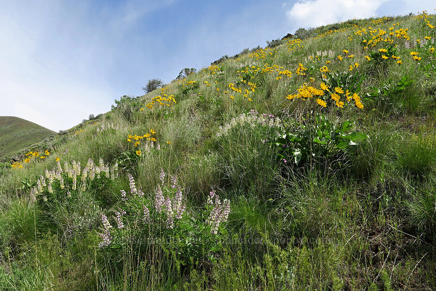 lupines & balsamroot (Lupinus arbustus, Balsamorhiza sagittata) [Olds Ferry Road, Washington County, Idaho]