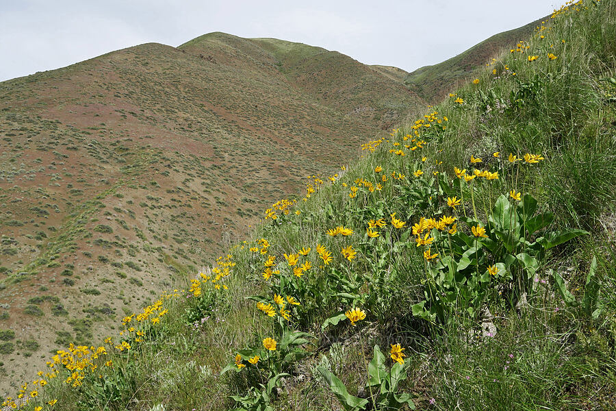 arrow-leaf balsamroot (Balsamorhiza sagittata) [Olds Ferry Road, Washington County, Idaho]