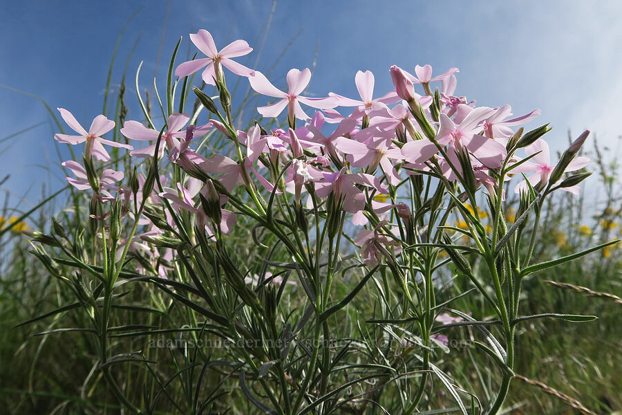 phlox (Phlox sp.) [Olds Ferry Road, Washington County, Idaho]