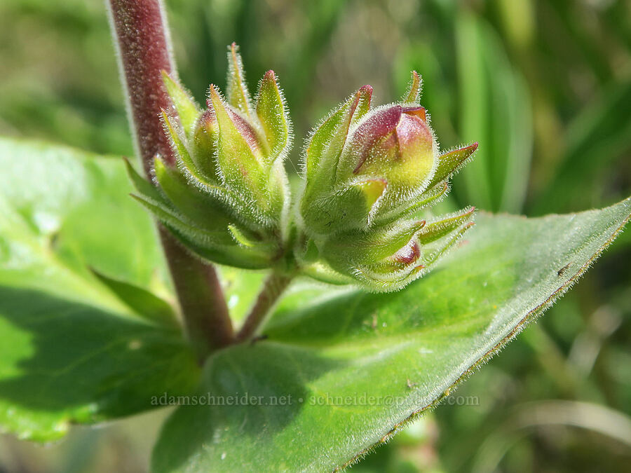 sticky-stem penstemon, budding (Penstemon glandulosus var. glandulosus) [Olds Ferry Road, Washington County, Idaho]