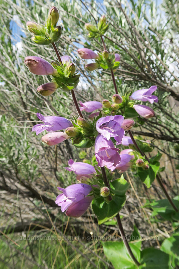 sticky-stem penstemon (Penstemon glandulosus var. glandulosus) [Olds Ferry Road, Washington County, Idaho]