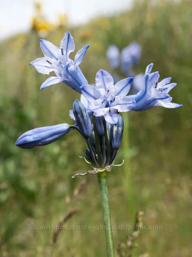 large-flowered cluster lily (Triteleia grandiflora var. grandiflora (Brodiaea douglasii)) [Olds Ferry Road, Washington County, Idaho]