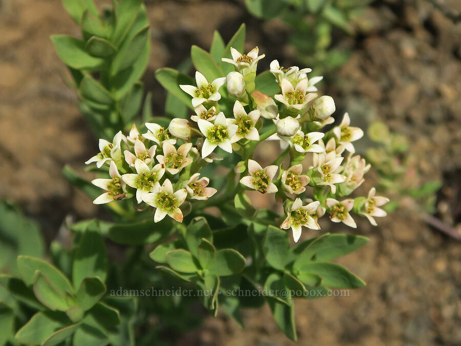 bastard toadflax (Comandra umbellata) [Olds Ferry Road, Washington County, Idaho]