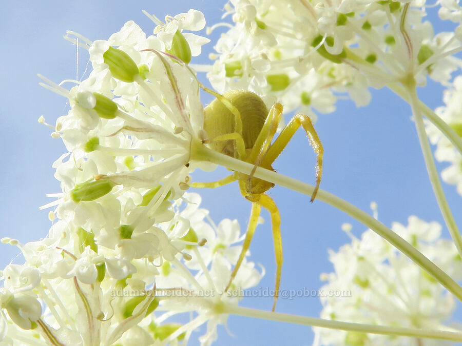 crab spider on Bolander's yampah (Misumena vatia, Perideridia bolanderi) [Olds Ferry Road, Washington County, Idaho]