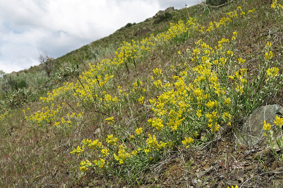 Oregon twin-pod/bladder-pod (Physaria oregana) [Olds Ferry Road, Washington County, Idaho]