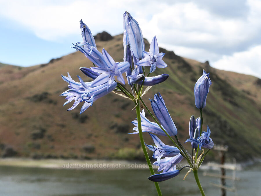 large-flowered cluster lily (Triteleia grandiflora var. grandiflora (Brodiaea douglasii)) [Olds Ferry Road, Washington County, Idaho]