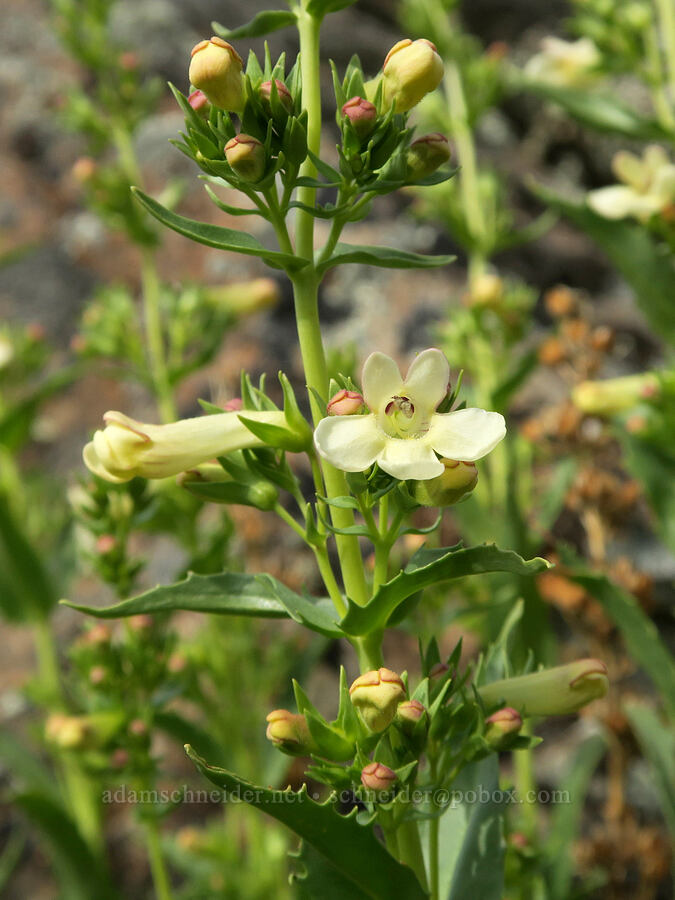 hot rock penstemon (Penstemon deustus) [Olds Ferry Road, Washington County, Idaho]