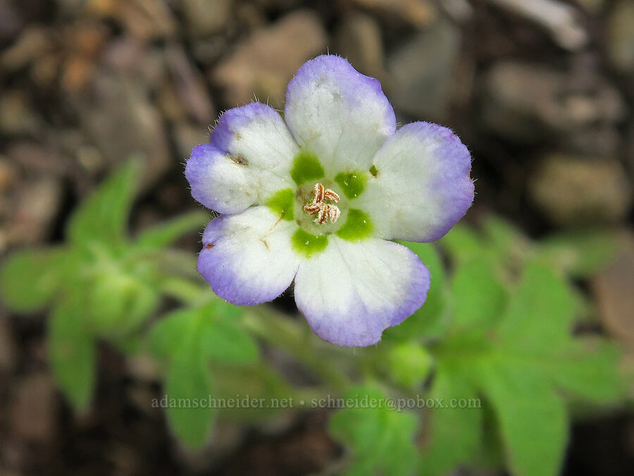 Snake Canyon baby-blue-eyes (Nemophila kirtleyi) [Olds Ferry Road, Washington County, Idaho]