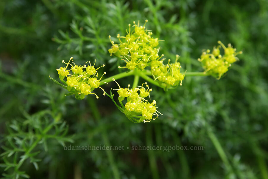 spring-parsley (Cymopterus terebinthinus var. terebinthinus (Pteryxia terebinthina)) [Olds Ferry Road, Washington County, Idaho]