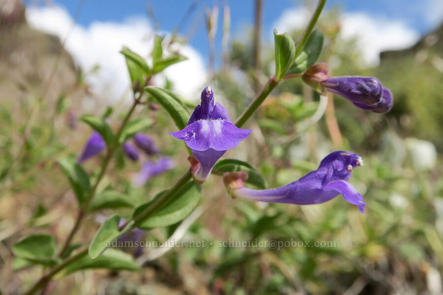 narrow-leaf skullcap (Scutellaria angustifolia) [Olds Ferry Road, Washington County, Idaho]