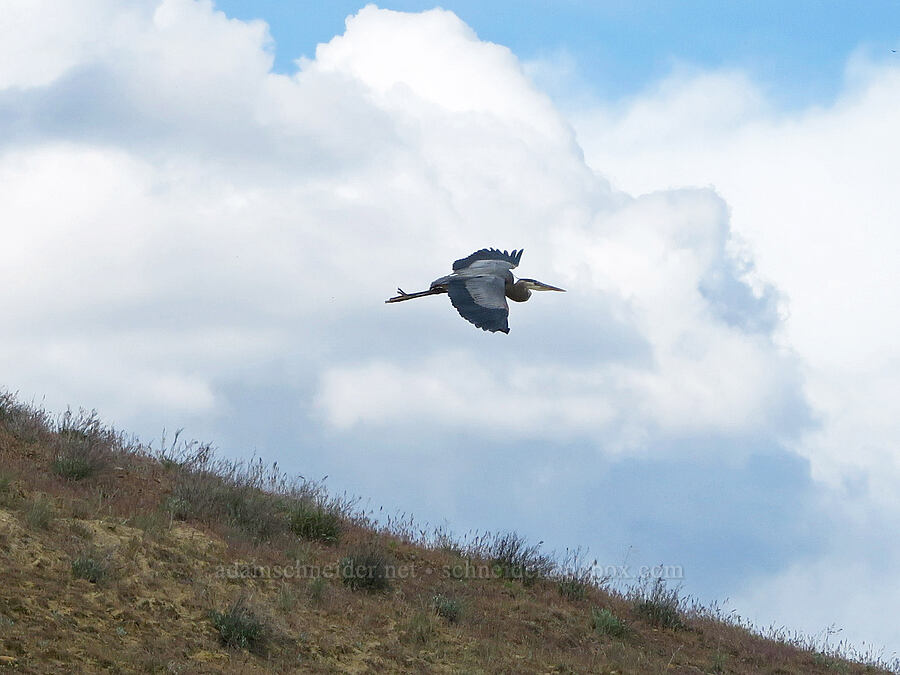 great blue heron (Ardea herodias) [Olds Ferry Road, Washington County, Idaho]