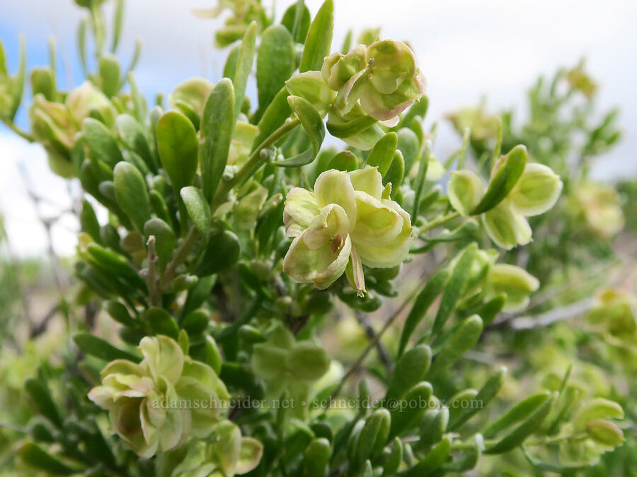 spiny hop-sage (female flowers) (Grayia spinosa (Atriplex spinosa)) [Succor Creek Road, Malheur County, Oregon]