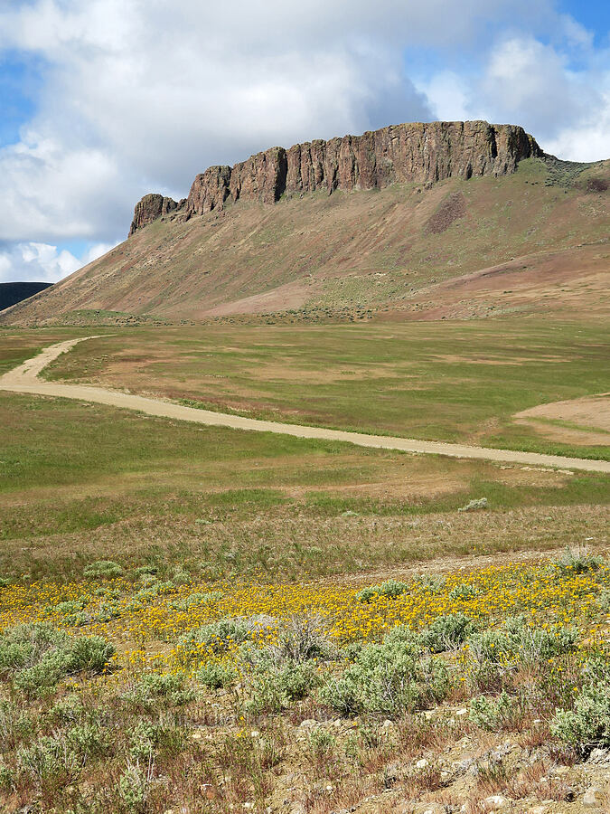 bee plant & rimrock (Cleome lutea (Peritoma lutea)) [Succor Creek Road, Malheur County, Oregon]