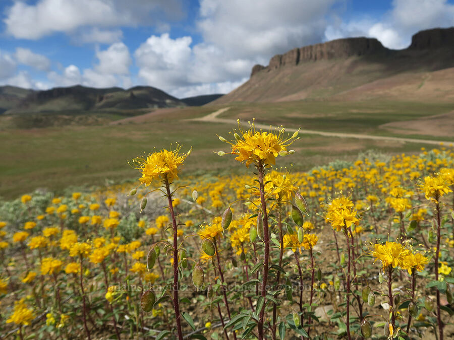 golden bee plant (Cleome lutea (Peritoma lutea)) [Succor Creek Road, Malheur County, Oregon]
