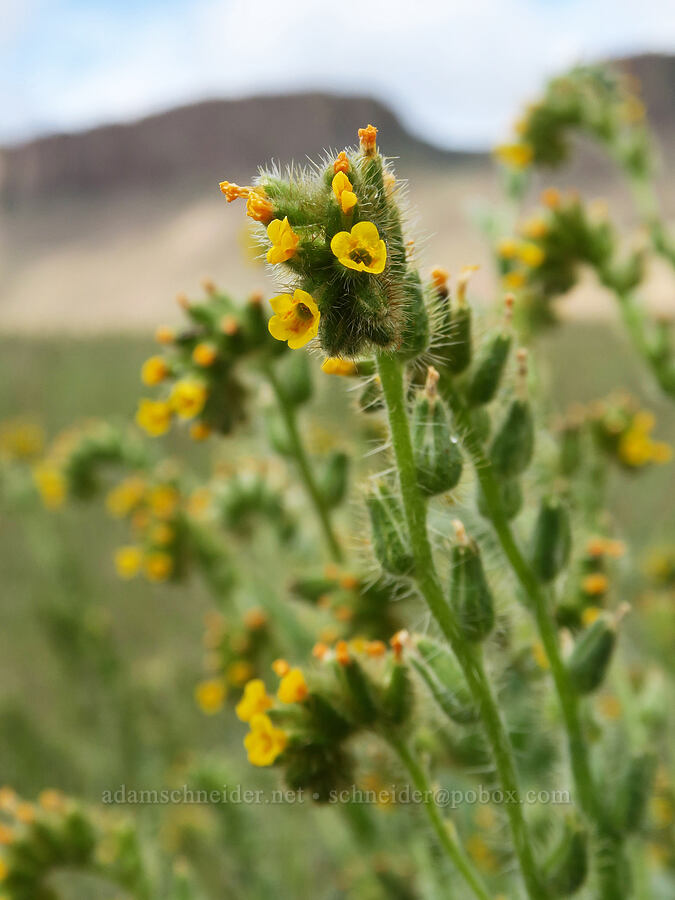 fiddleneck (Amsinckia sp.) [Succor Creek Road, Malheur County, Oregon]