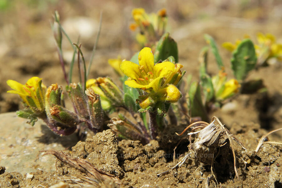 yellow phacelia (Phacelia lutea) [Succor Creek Road, Malheur County, Oregon]